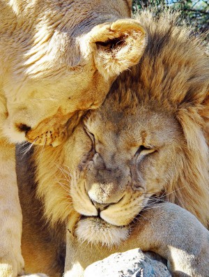Lion Love 2514